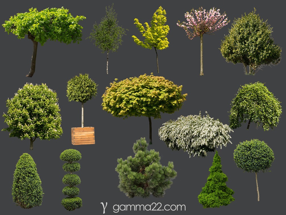 Detail Tree Bush Png Nomer 41