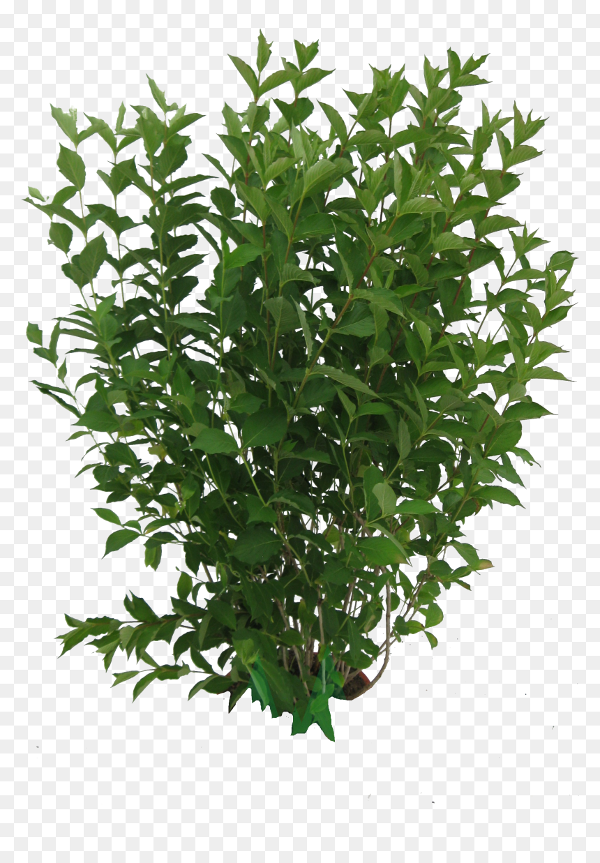 Detail Tree Bush Png Nomer 42