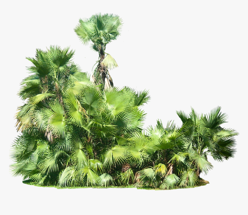 Detail Tree Bush Png Nomer 43
