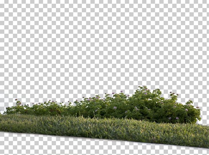 Detail Tree Bush Png Nomer 45
