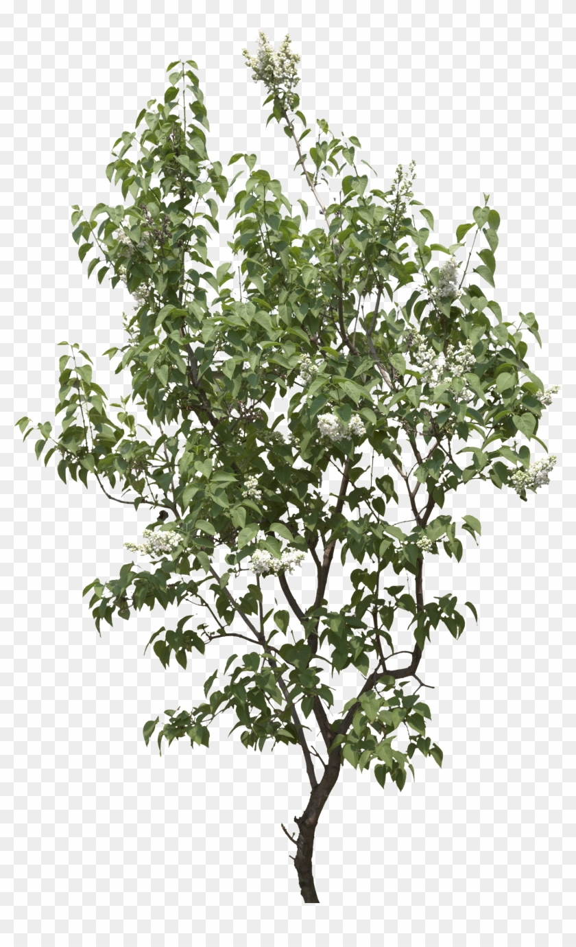 Detail Tree Bush Png Nomer 46