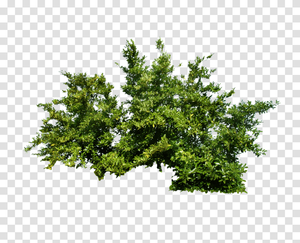 Detail Tree Bush Png Nomer 6