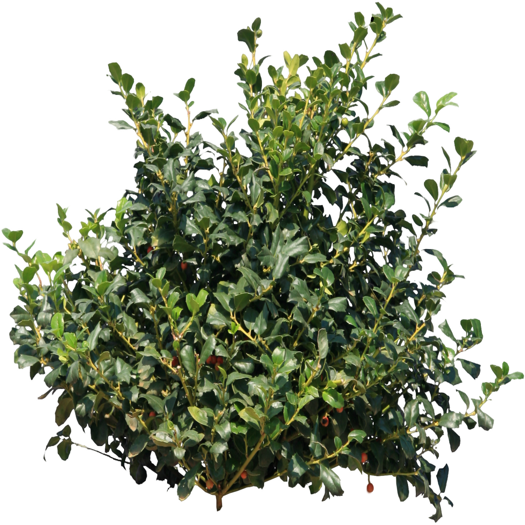 Detail Tree Bush Png Nomer 7