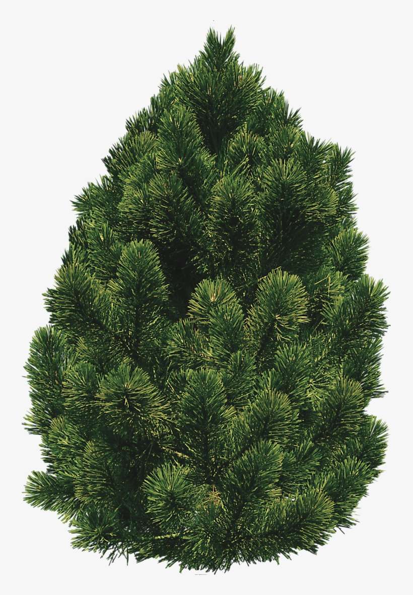 Detail Tree Bush Png Nomer 8