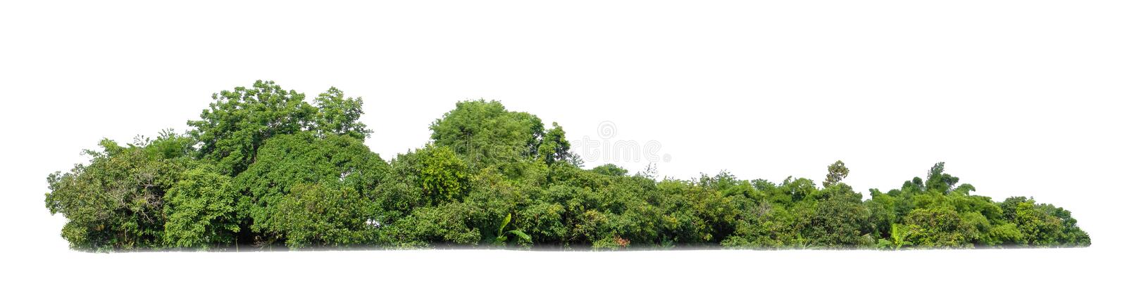 Download Tree Bushes Png Nomer 1