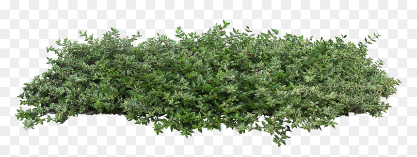 Detail Tree Bushes Png Nomer 12