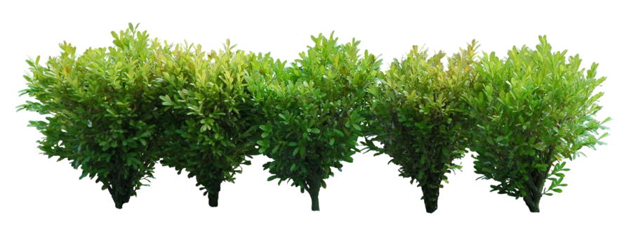 Detail Tree Bushes Png Nomer 20