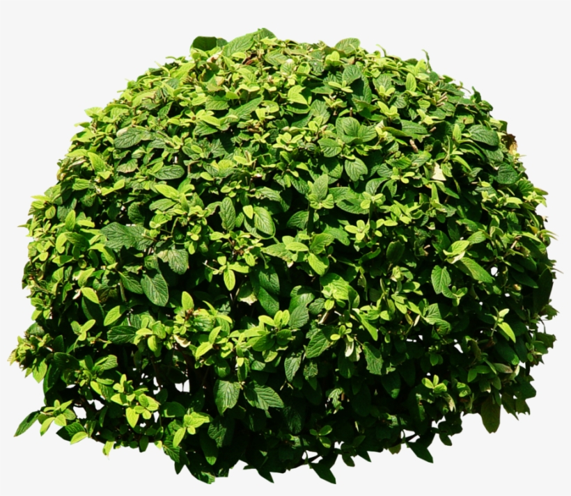 Detail Tree Bushes Png Nomer 21