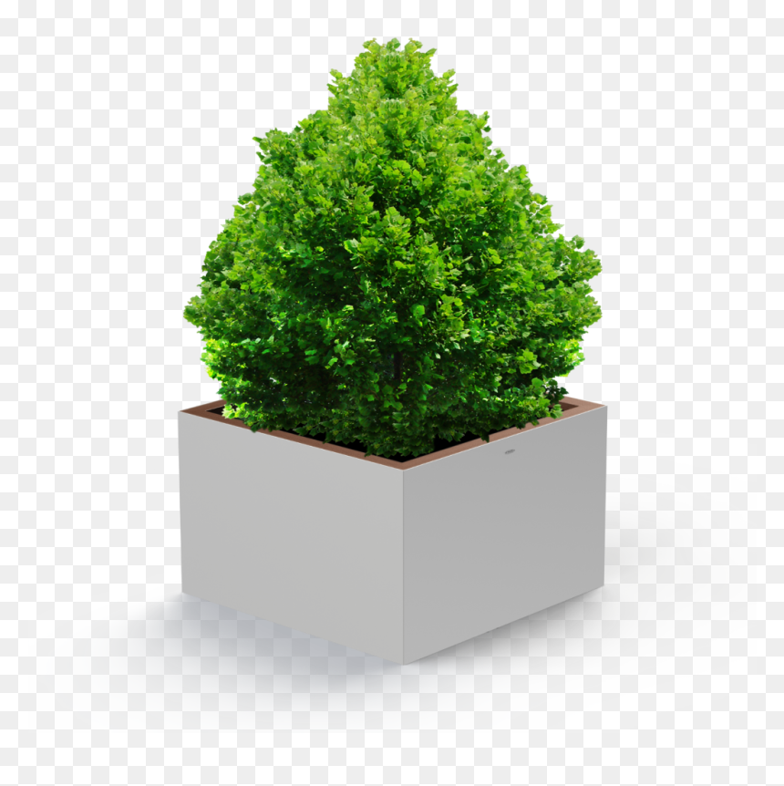 Detail Tree Bushes Png Nomer 25