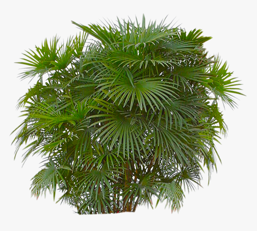 Detail Tree Bushes Png Nomer 31