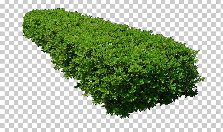 Detail Tree Bushes Png Nomer 33