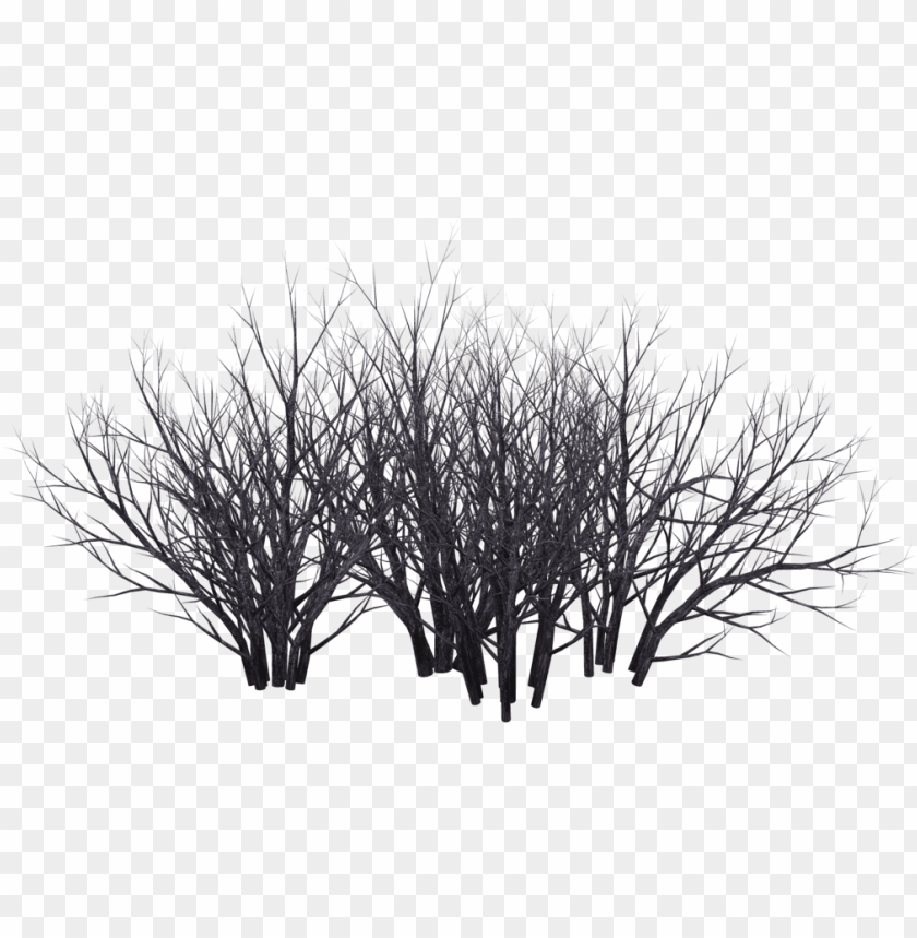 Detail Tree Bushes Png Nomer 34