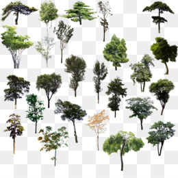 Detail Tree Bushes Png Nomer 35