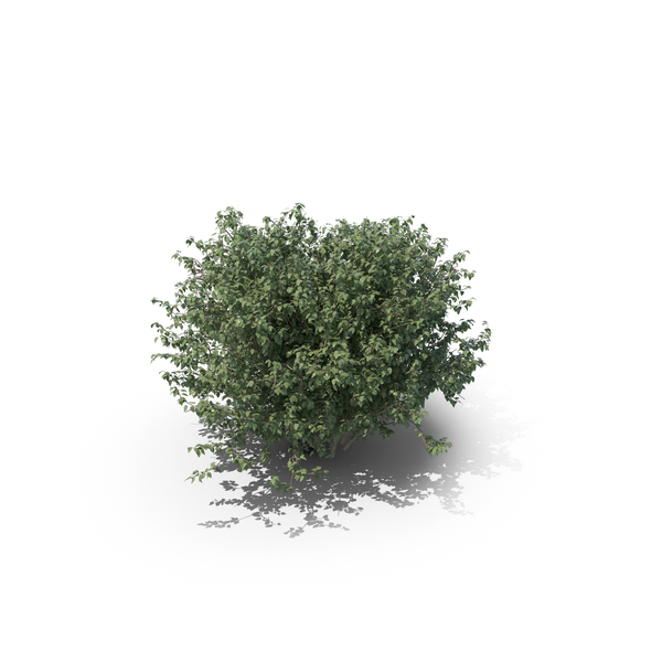 Detail Tree Bushes Png Nomer 38