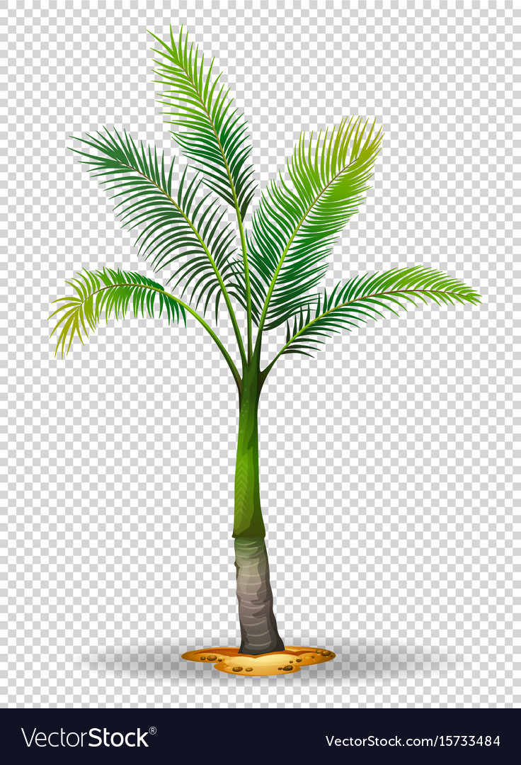 Detail Tree Clear Background Nomer 14