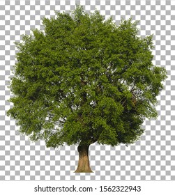 Detail Tree Clear Background Nomer 18