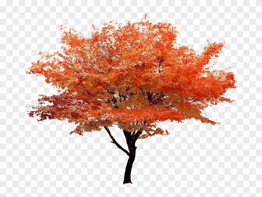 Detail Tree Clear Background Nomer 29