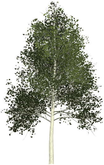 Detail Tree Clear Background Nomer 46