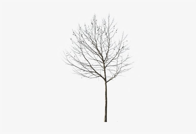Detail Tree Clear Background Nomer 48