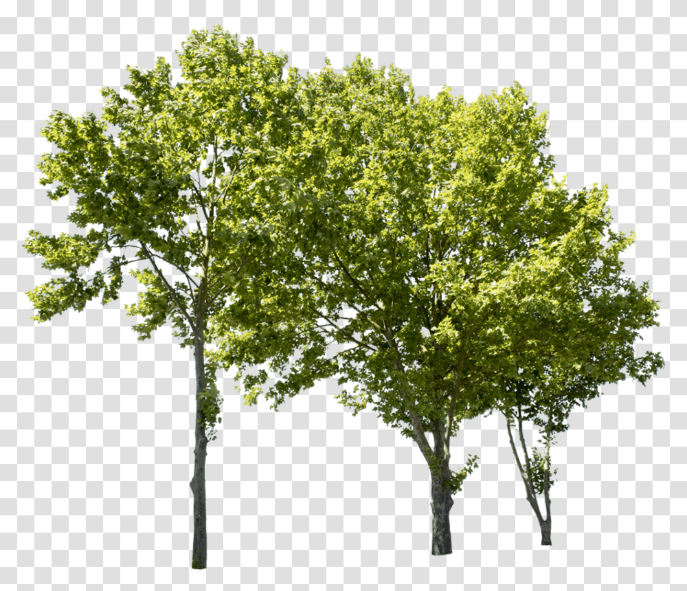 Detail Tree Cut Out Nomer 13