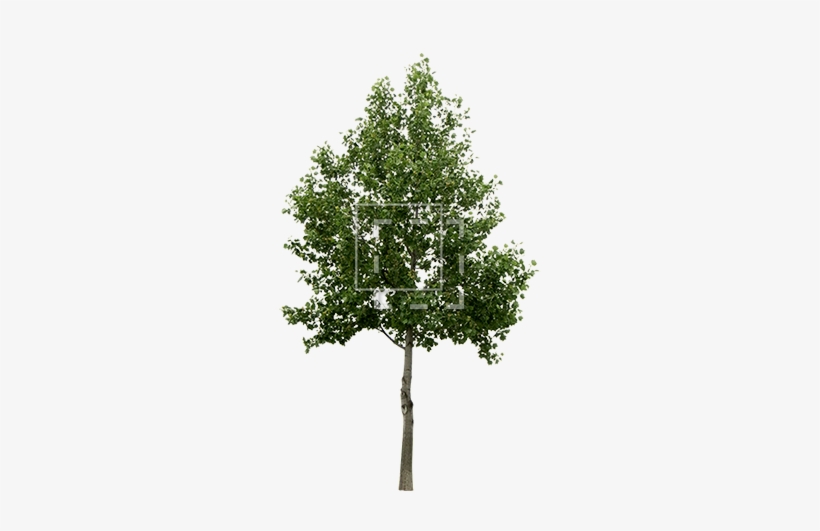Detail Tree Cut Out Nomer 16