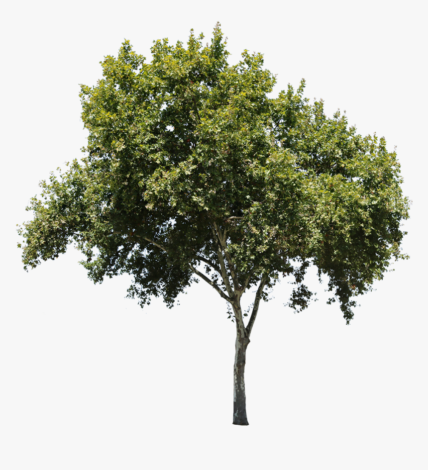 Detail Tree Cut Out Nomer 23