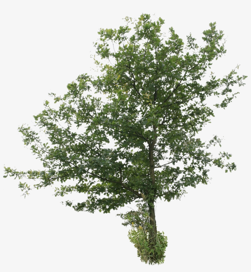 Detail Tree Cut Out Nomer 24