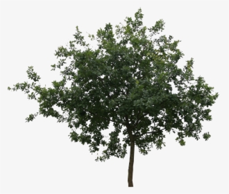 Detail Tree Cut Out Nomer 25