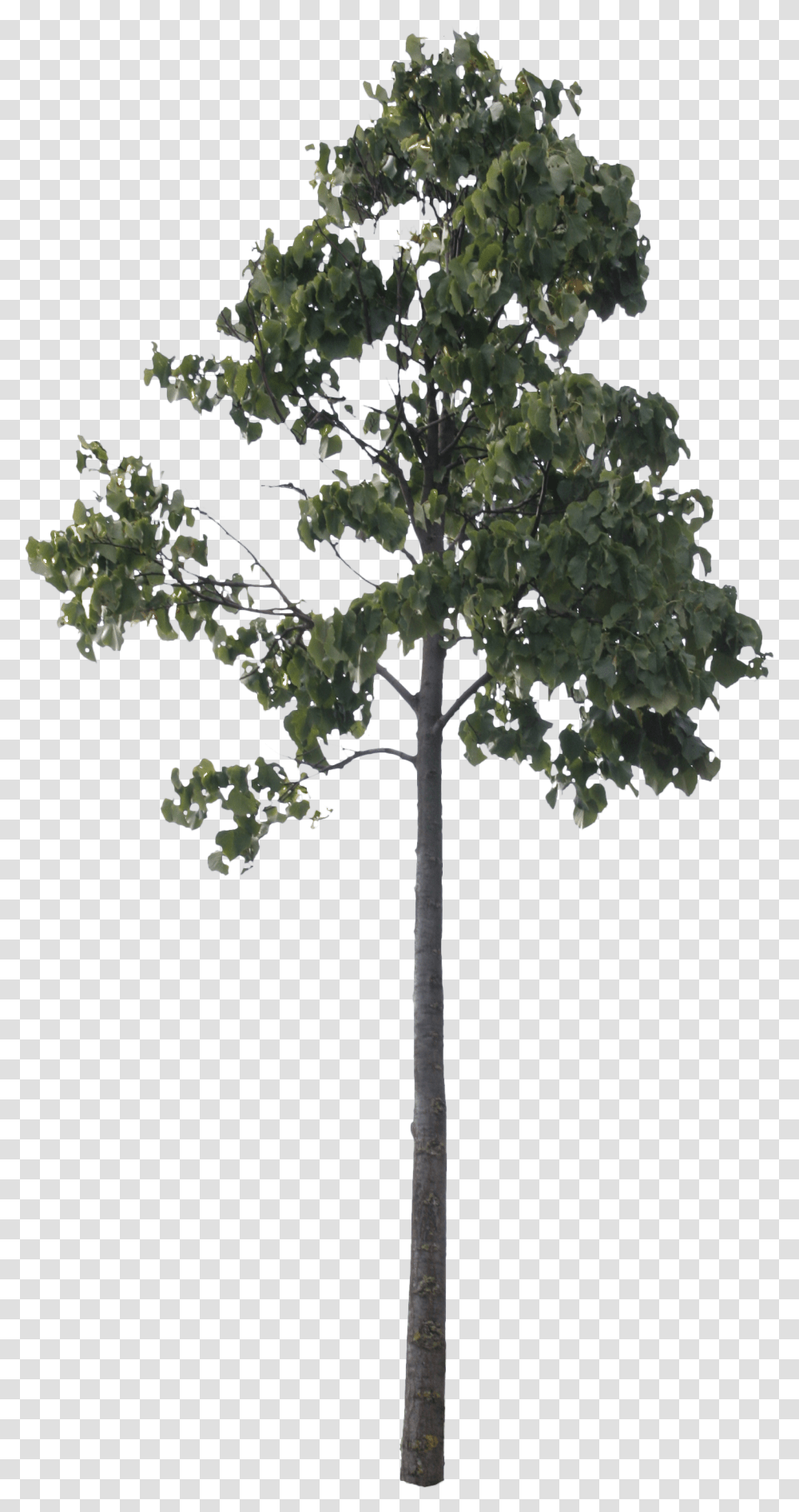 Detail Tree Cut Out Nomer 27