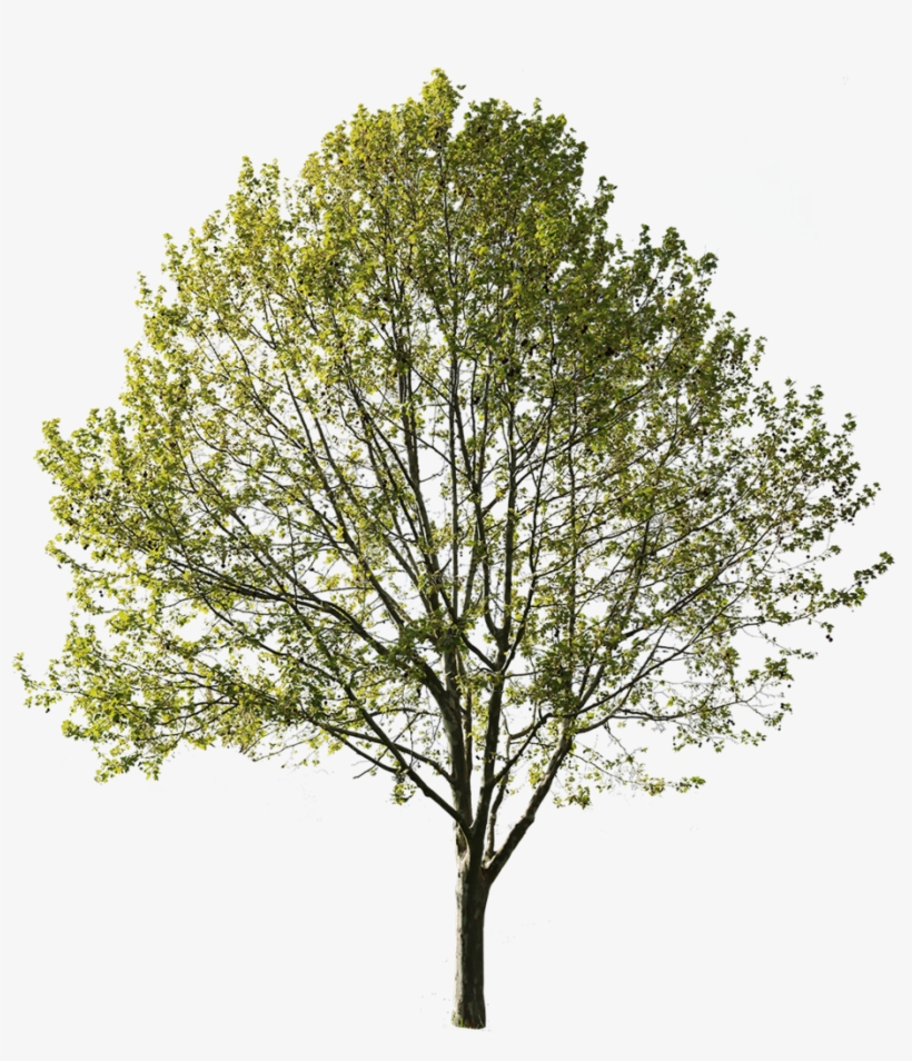 Detail Tree Cut Out Nomer 31