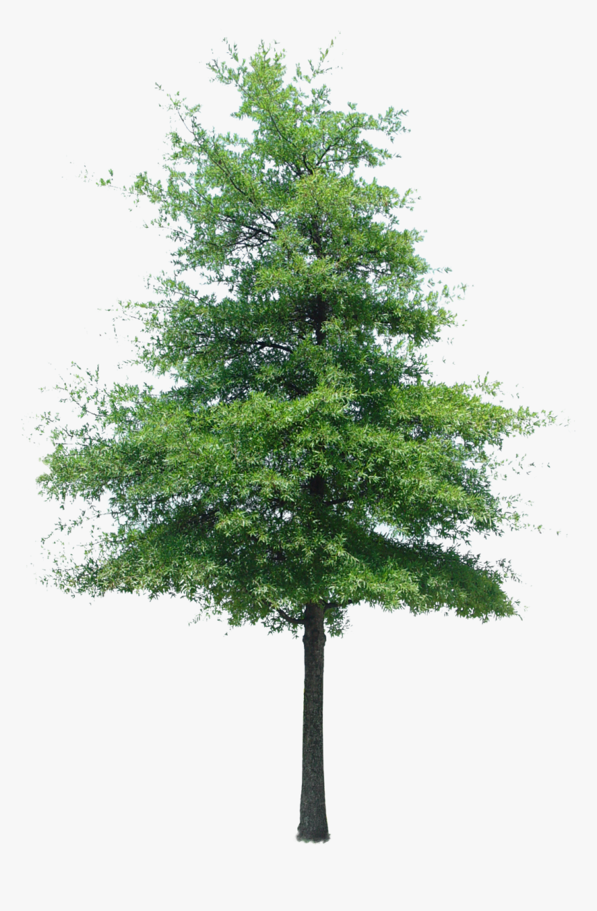Detail Tree Cut Out Nomer 33