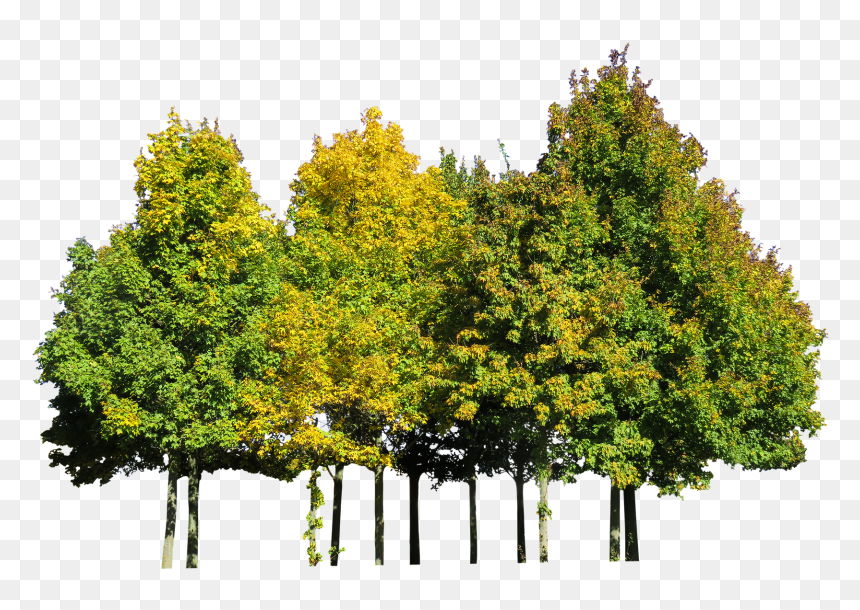 Detail Tree Cut Out Nomer 41