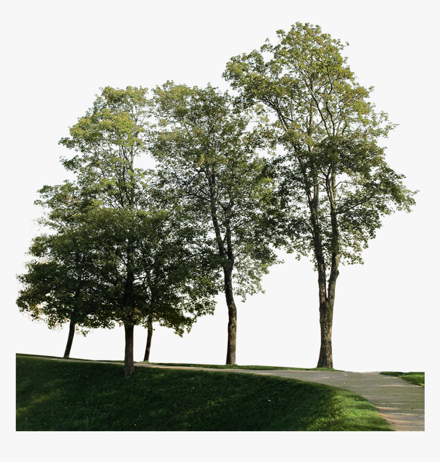 Detail Tree Cut Out Nomer 48
