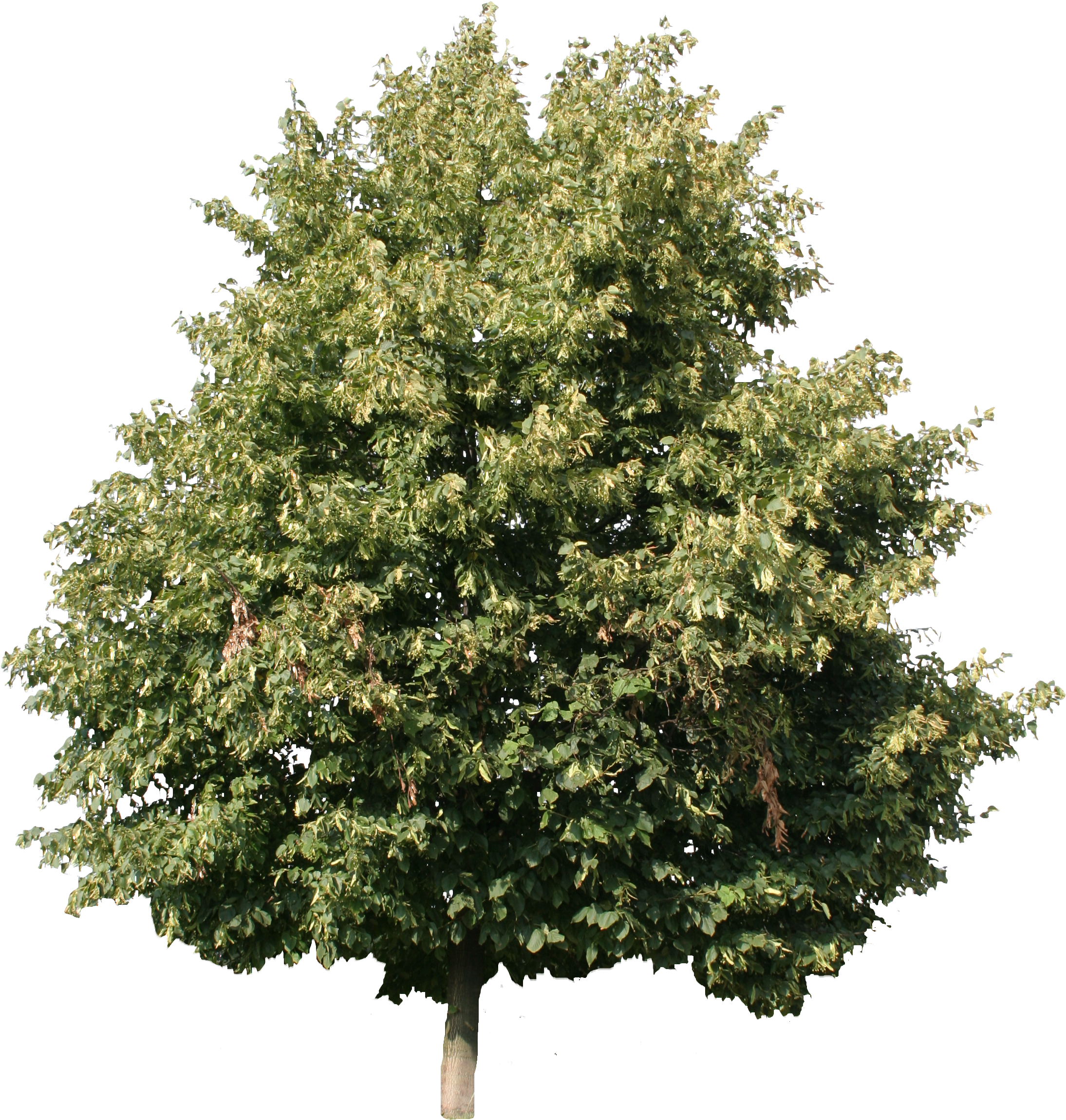 Detail Tree Cut Out Nomer 50