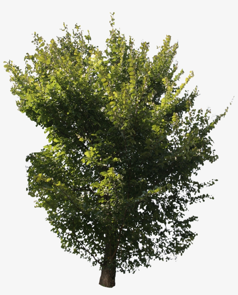 Detail Tree Cut Out Nomer 51