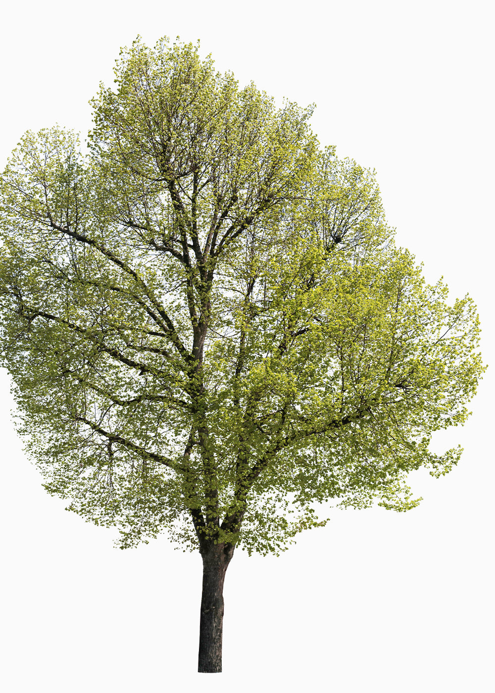 Detail Tree Cutout Nomer 11