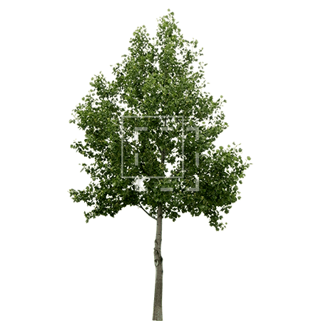 Detail Tree Cutout Nomer 13