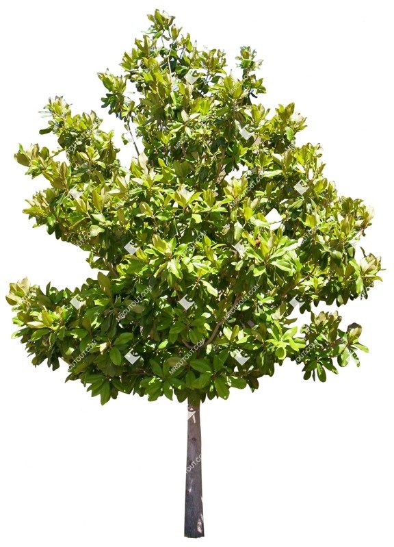 Detail Tree Cutout Nomer 17