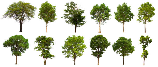 Detail Tree Cutout Nomer 18