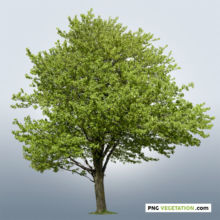 Detail Tree Cutout Nomer 20