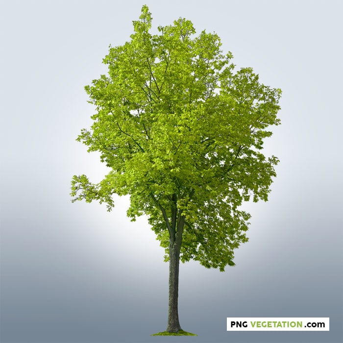 Detail Tree Cutout Nomer 21