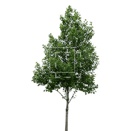 Detail Tree Cutout Nomer 23