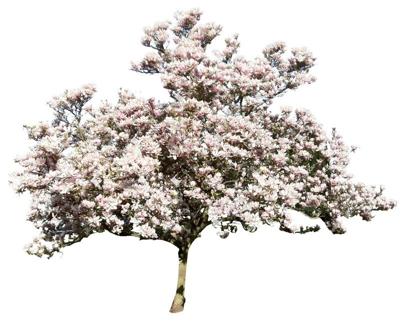 Detail Tree Cutout Nomer 24