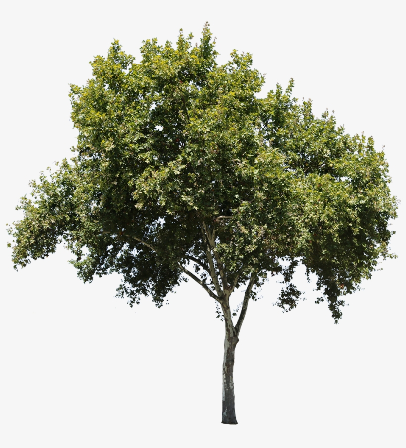 Detail Tree Cutout Nomer 26