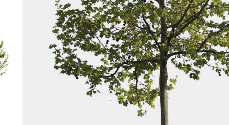 Detail Tree Cutout Nomer 27