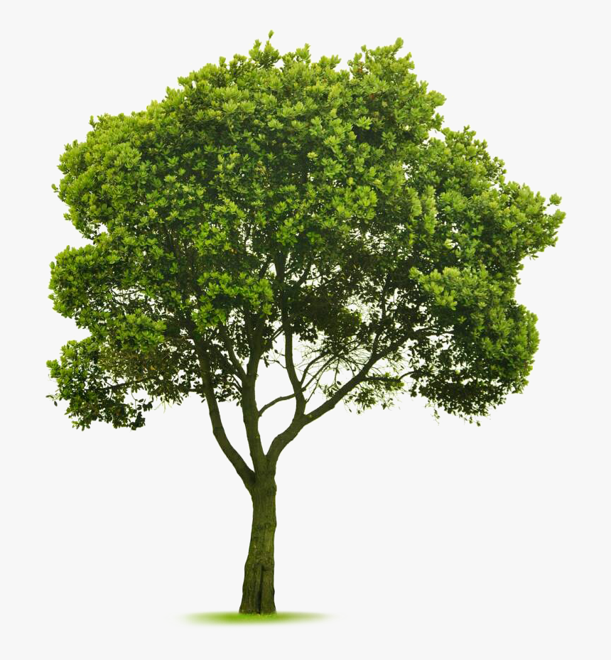 Detail Tree Cutout Nomer 29
