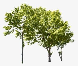 Detail Tree Cutout Nomer 30