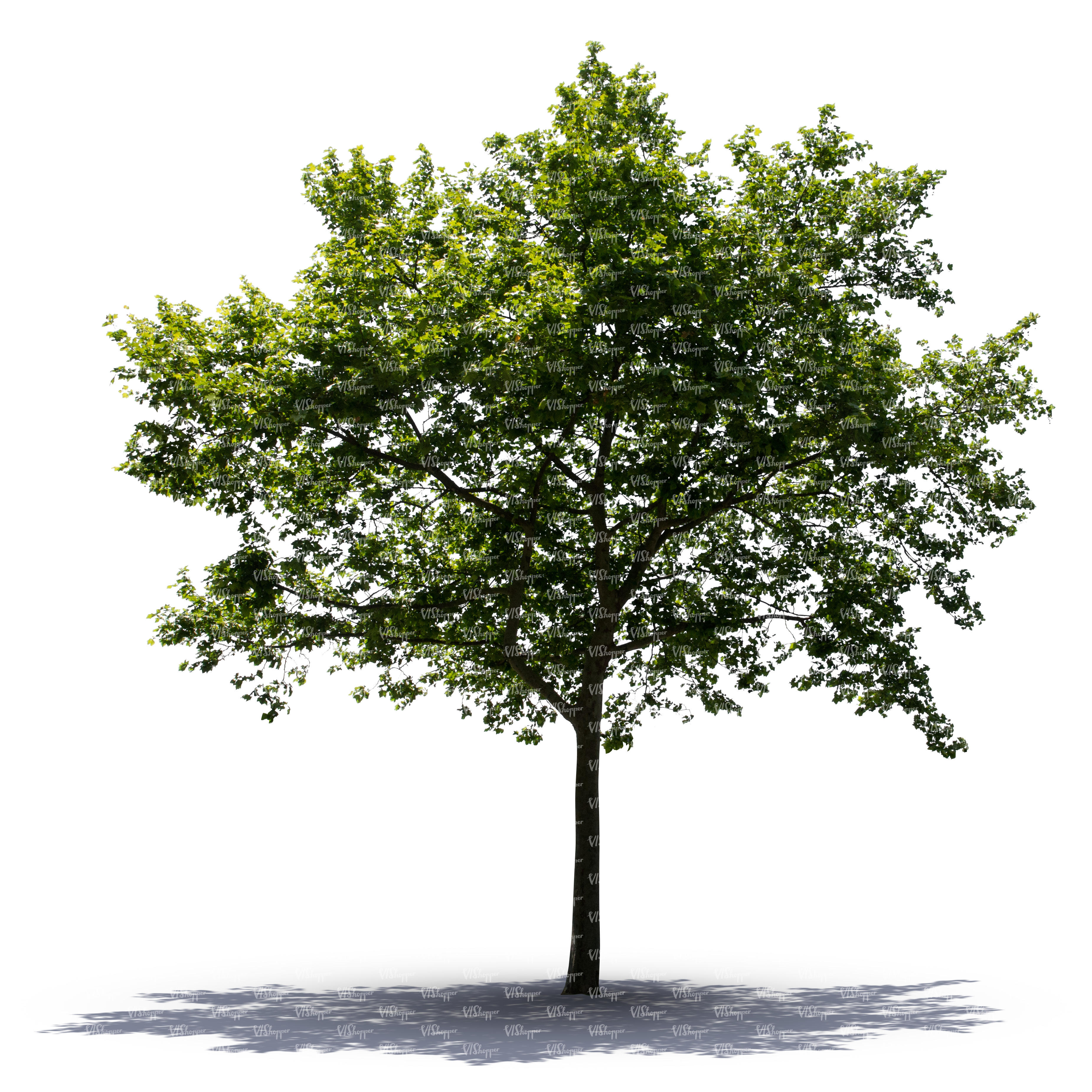 Detail Tree Cutout Nomer 31