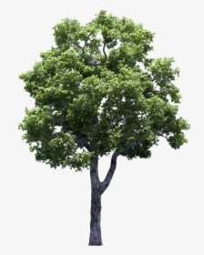 Detail Tree Cutout Nomer 33