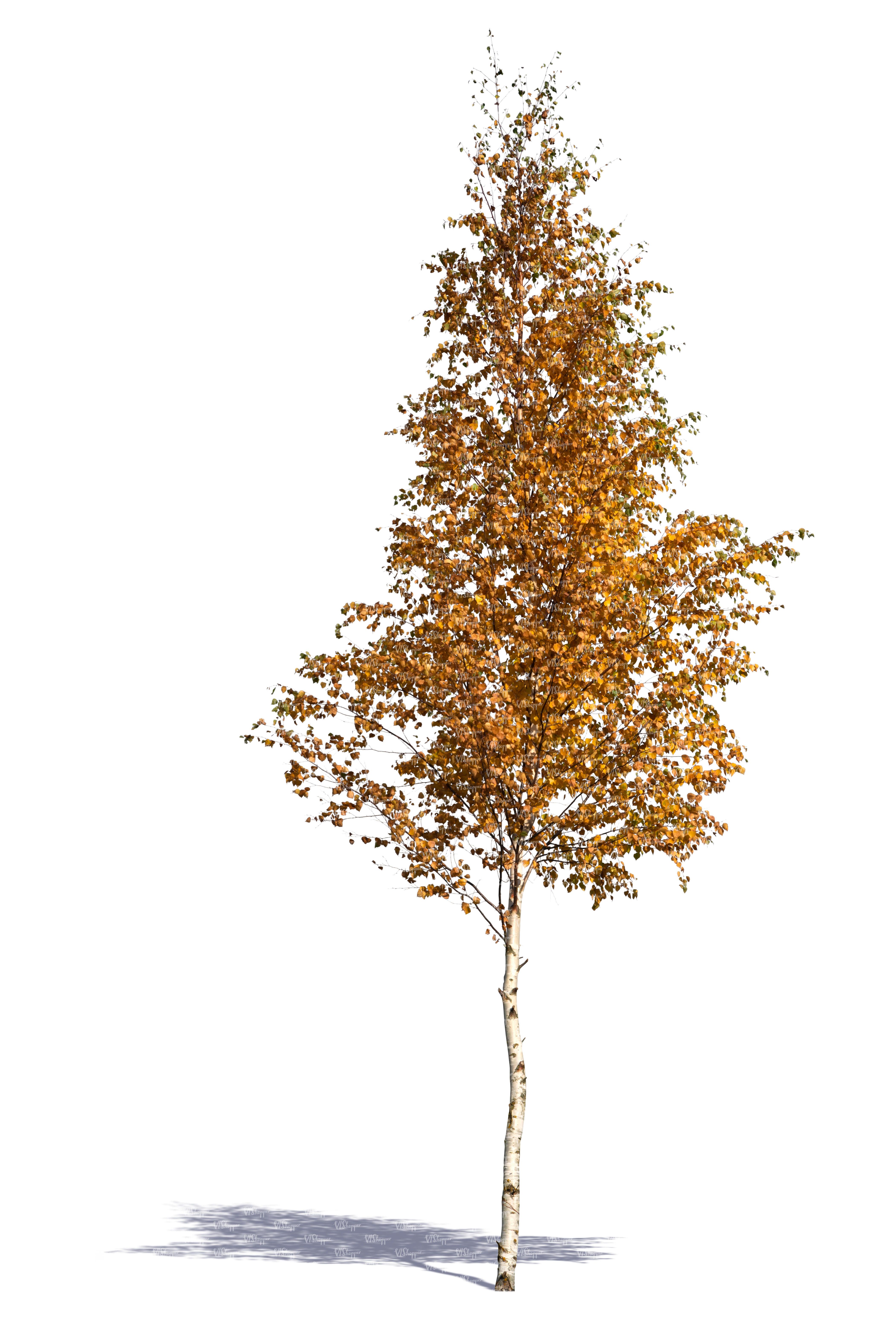 Detail Tree Cutout Nomer 34